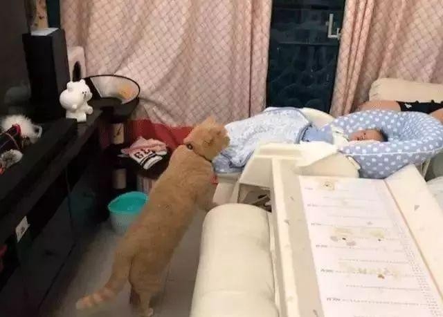 小宝宝睡着了橘猫竟趴在床边若有所思胖橘：我就看看绝对不吃