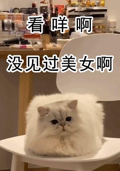 激萌！原来猫猫还可以有这些形状