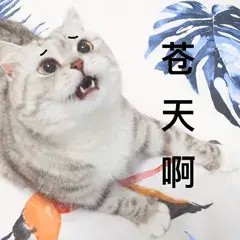 铲屎官和猫咪相处久了也会互相嫌弃吗