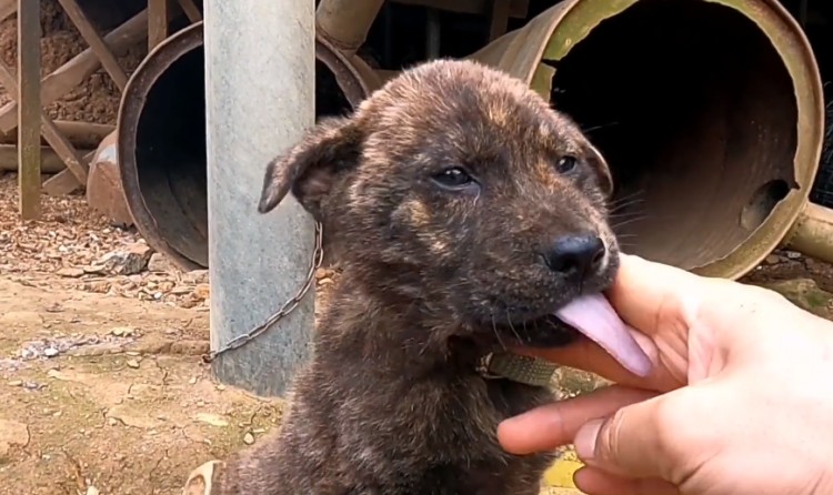 500捡漏一只虎斑犬转眼就有人花800买它可网友却对其满是争议