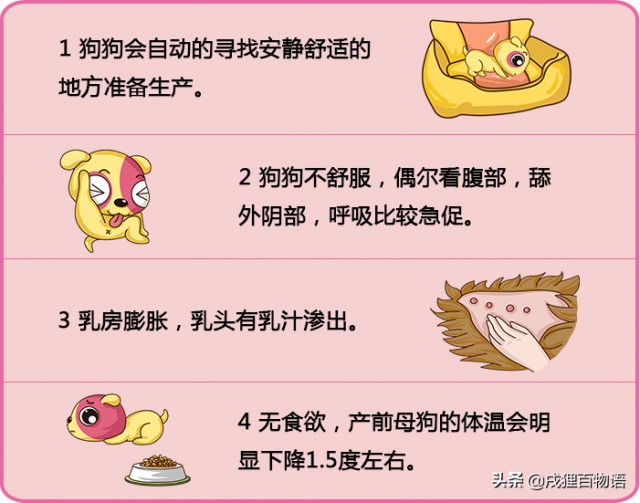 狗快要生了，我该准备些什么？