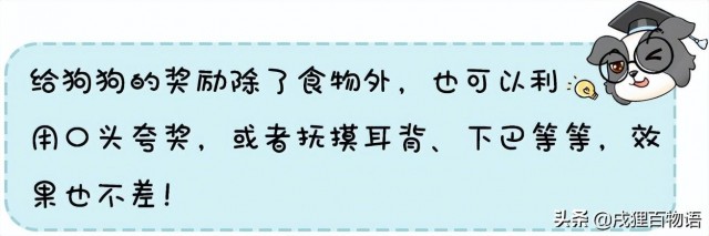 为什么在狗狗训练中要做到奖惩分明？