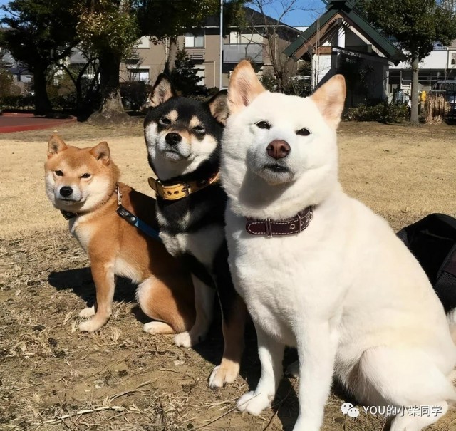 怎样在天津买到纯柴犬？天津柴犬价格